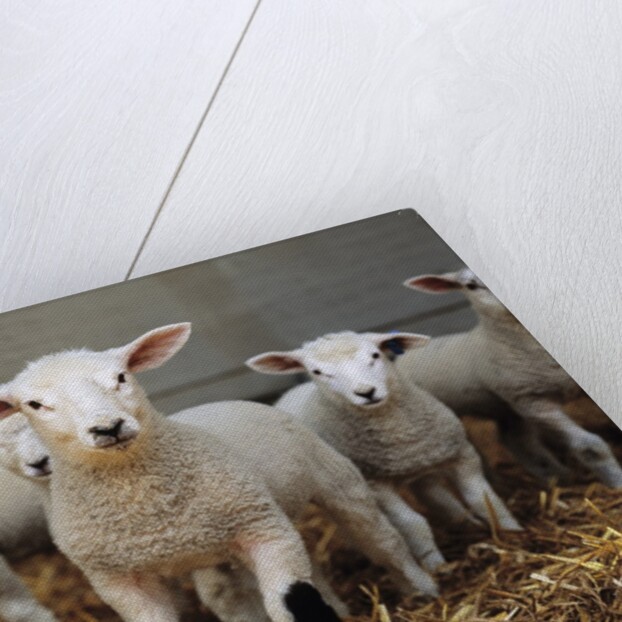 Lambs by Anonymous