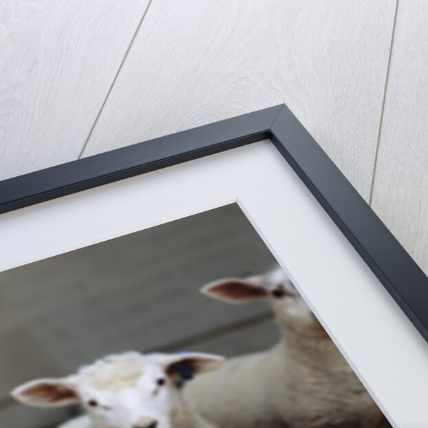 Lambs by Anonymous