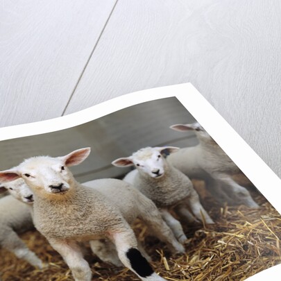 Lambs by Anonymous