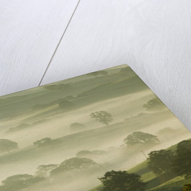 Foggy Grassland by Anonymous