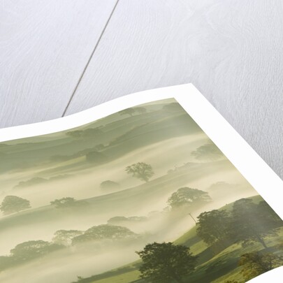 Foggy Grassland by Anonymous