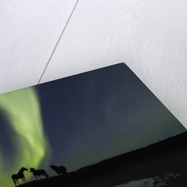 Horses under the Aurora Borealis by Anonymous