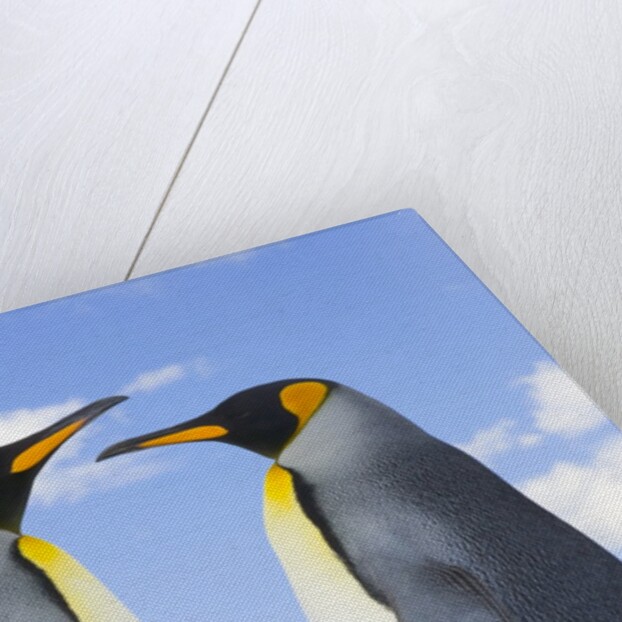 King Penguins by Anonymous