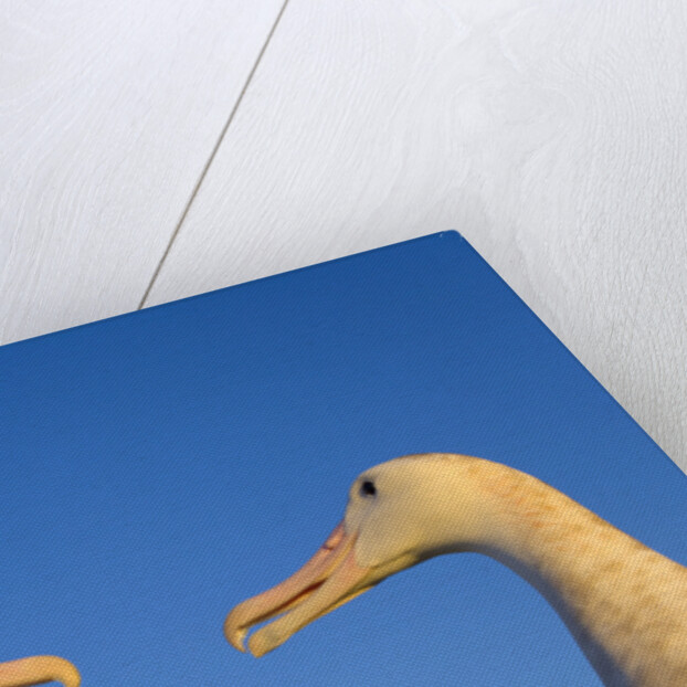 Wandering Albatrosses Courting by Anonymous
