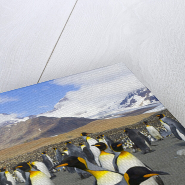 King penguins in coastal rookery along river, South Georgia Island by Anonymous
