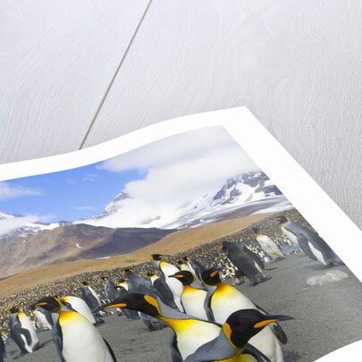 King penguins in coastal rookery along river, South Georgia Island by Anonymous