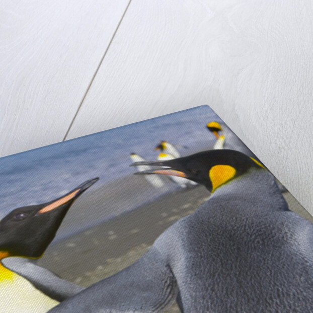 King Penguins Fighting by Anonymous