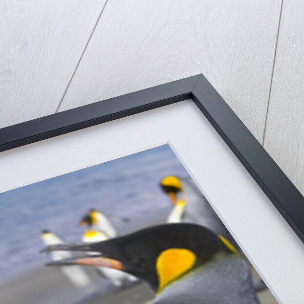 King Penguins Fighting by Anonymous
