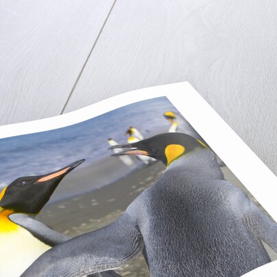 King Penguins Fighting by Anonymous