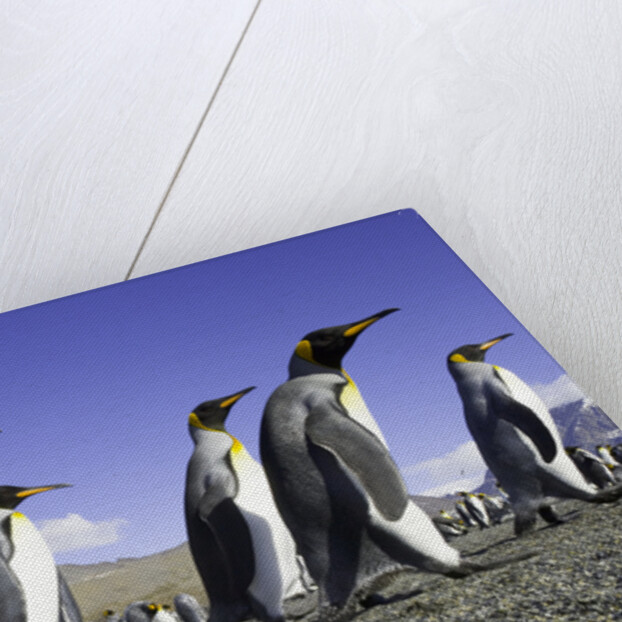 King Penguins on Beach by Anonymous