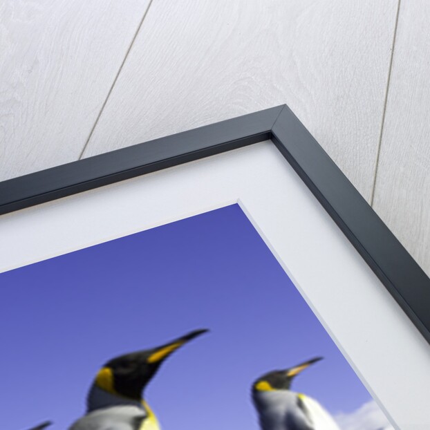 King Penguins on Beach by Anonymous
