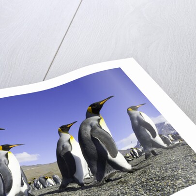 King Penguins on Beach by Anonymous