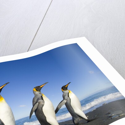 King Penguins Walking on Beach by Anonymous