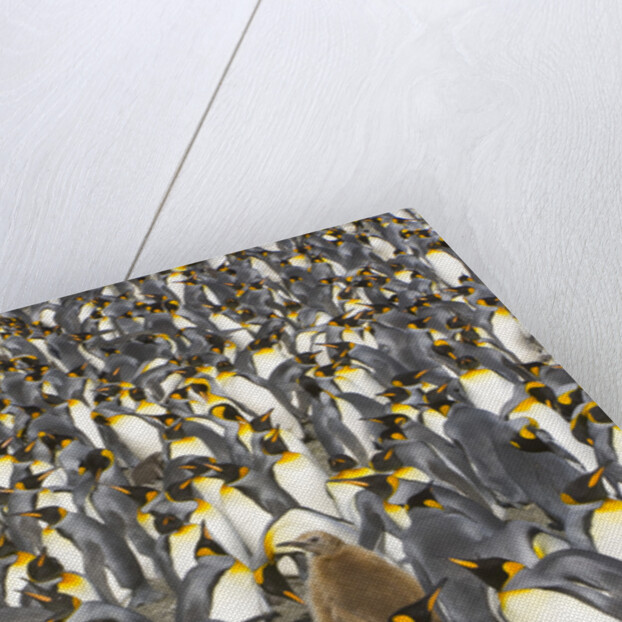 Big Molting Chick in King Penguin Rookery by Anonymous
