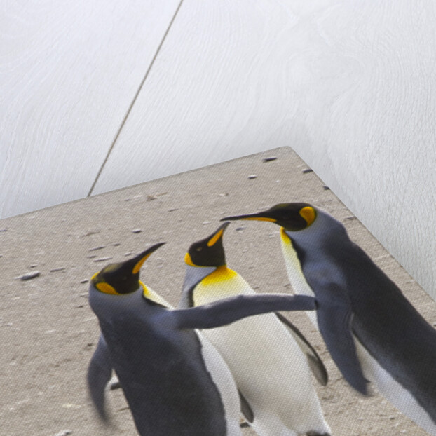 King Penguins Interacting on Beach by Anonymous