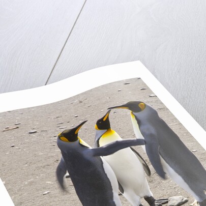 King Penguins Interacting on Beach by Anonymous