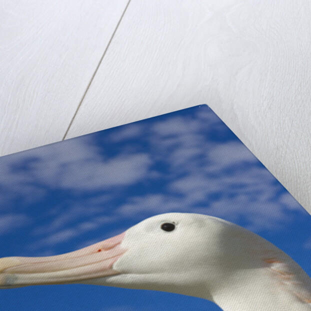Wandering Albatross by Anonymous