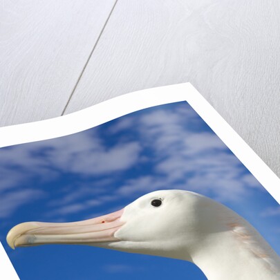 Wandering Albatross by Anonymous