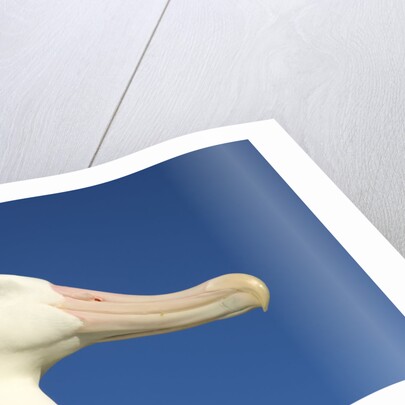 Wandering Albatross by Anonymous