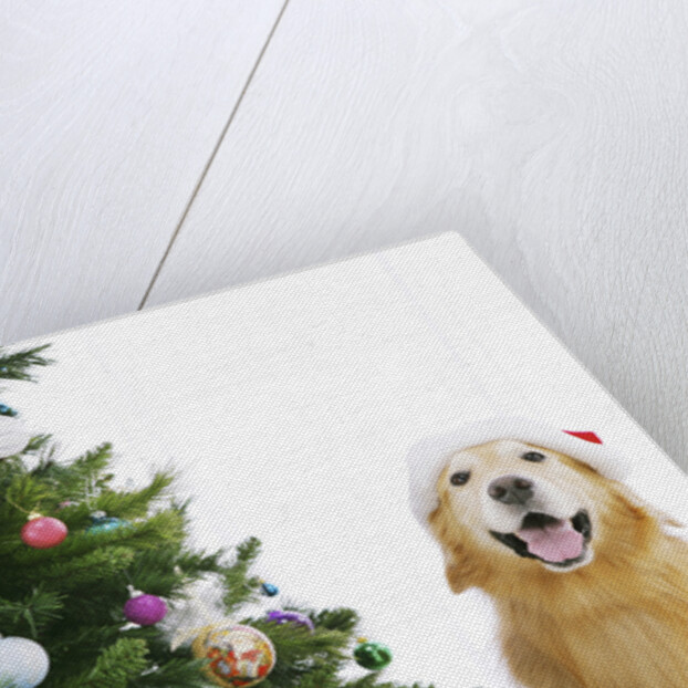 Golden Retriever by Christmas Tree