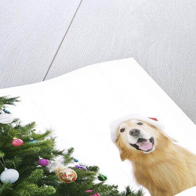 Golden Retriever by Christmas Tree