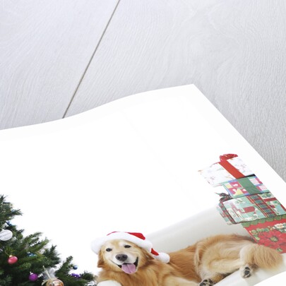 Golden Retriever by Christmas Tree