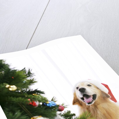 Golden Retriever by Christmas Tree