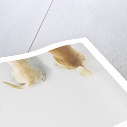 Dogs Wagging Tails by Anonymous