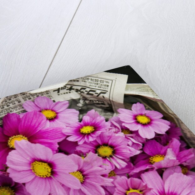 Bouquet of Cosmos Flowers by Anonymous