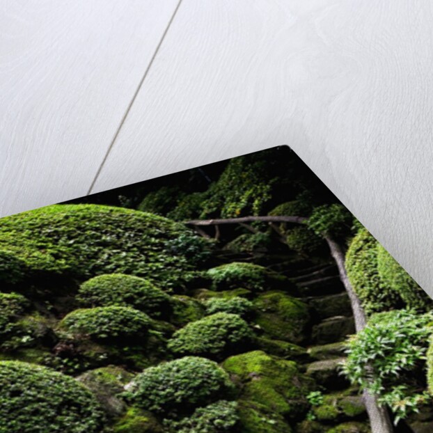 Footpath Through Garden by Anonymous