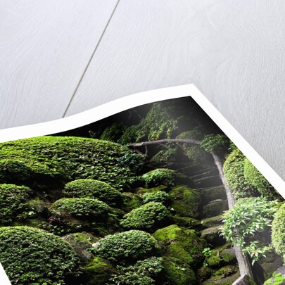 Footpath Through Garden by Anonymous