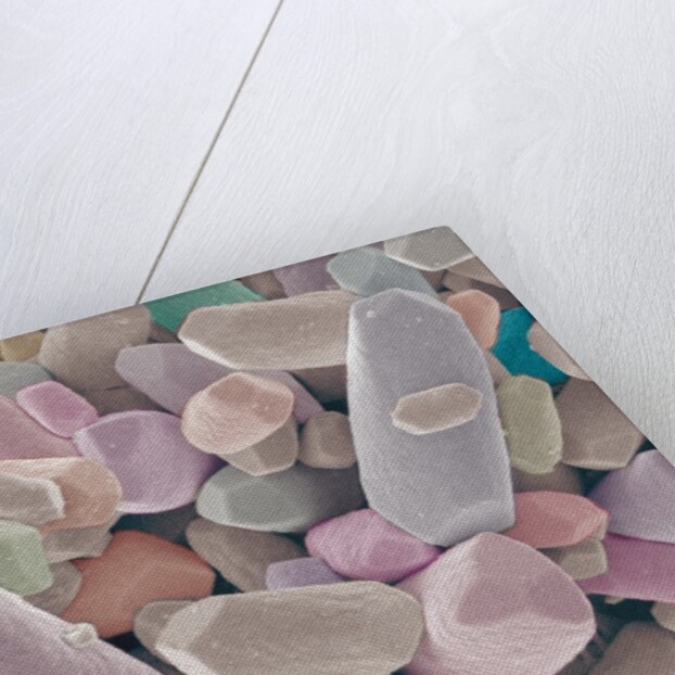 Otoliths from the Inner Ear of a Rabbit by Anonymous