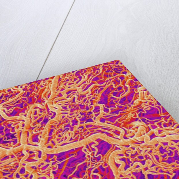 Blood Vessel Cast of Connective Tissue of a Rat by Anonymous