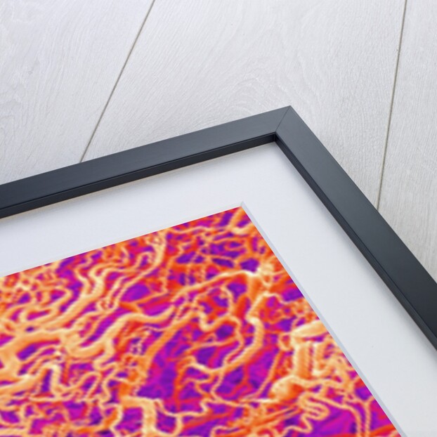 Blood Vessel Cast of Connective Tissue of a Rat by Anonymous