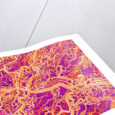 Blood Vessel Cast of Connective Tissue of a Rat by Anonymous