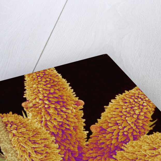 Pistil of a Geranium Flower by Anonymous