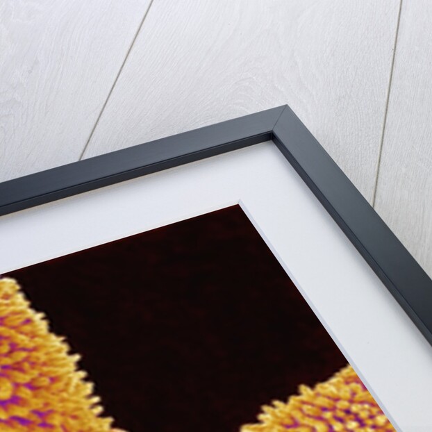 Pistil of a Geranium Flower by Anonymous