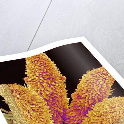 Pistil of a Geranium Flower by Anonymous