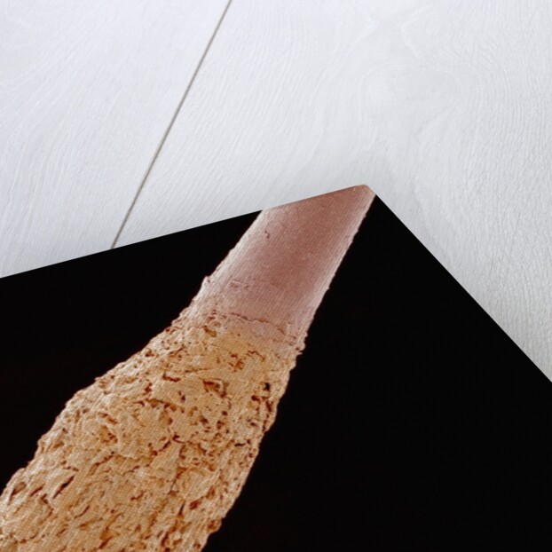 Human Hair Root by Anonymous