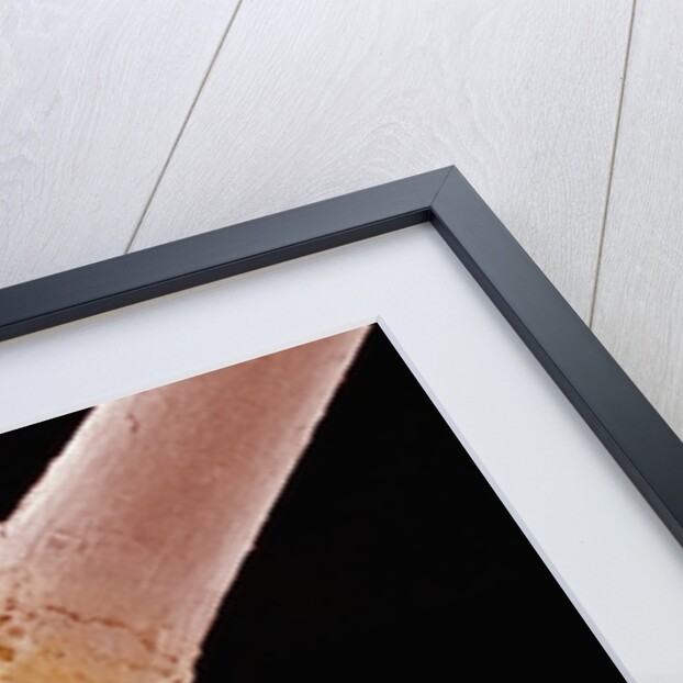 Human Hair Root by Anonymous