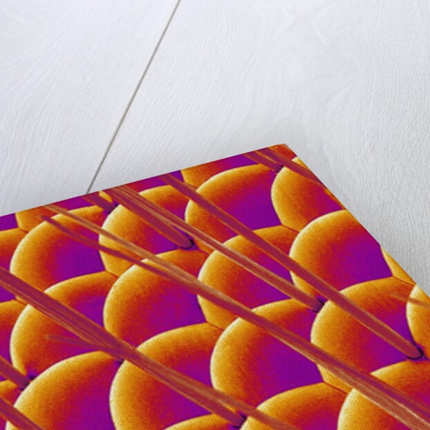 Compound Eye of a Flower Fly by Anonymous