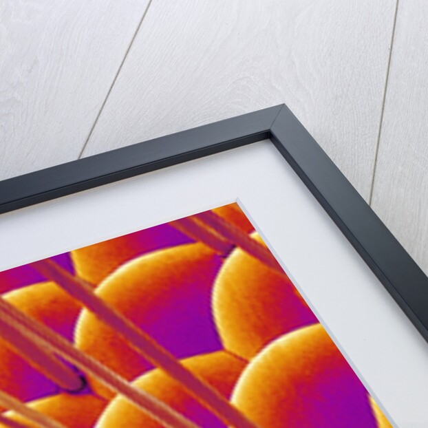 Compound Eye of a Flower Fly by Anonymous