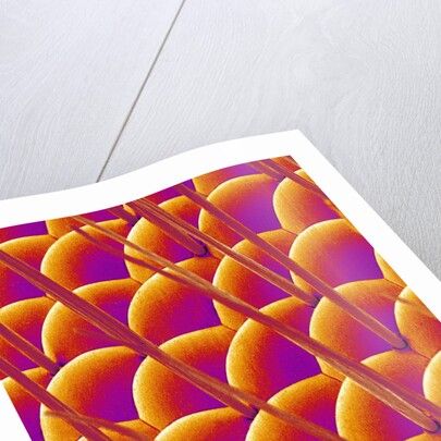Compound Eye of a Flower Fly by Anonymous