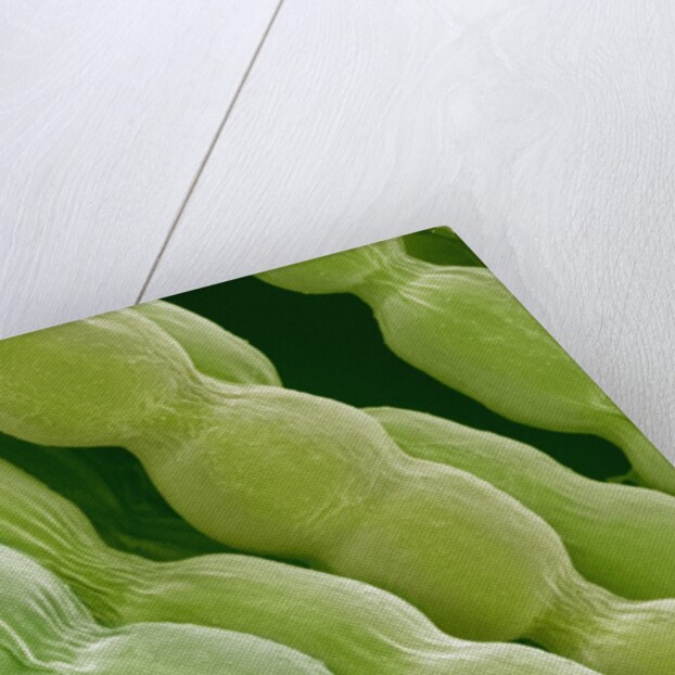 Hairs on Petal of a Periwinkle by Anonymous