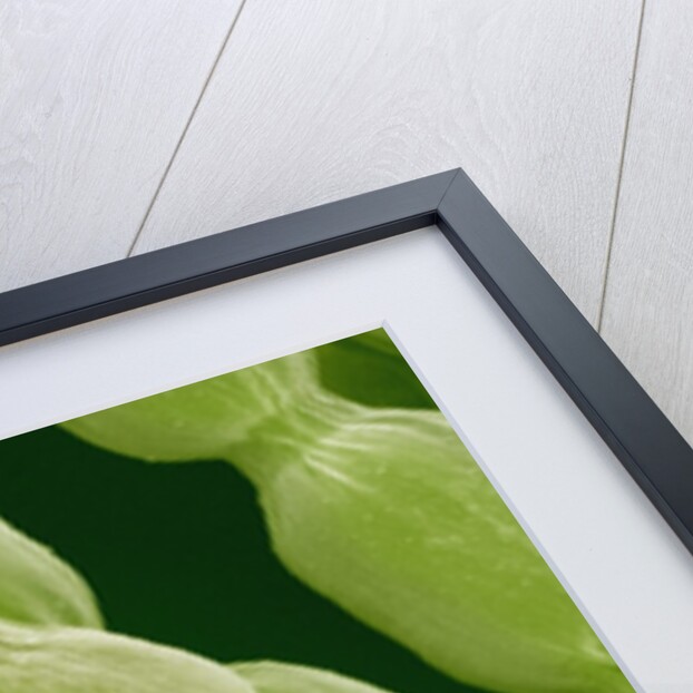 Hairs on Petal of a Periwinkle by Anonymous