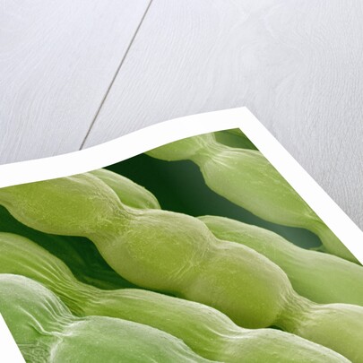 Hairs on Petal of a Periwinkle by Anonymous