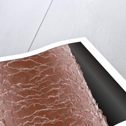 Human Hair by Anonymous