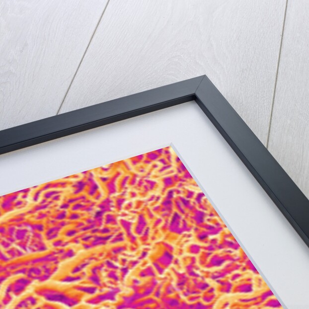 Blood Vessel Cast of Connective Tissue of a Rat by Anonymous