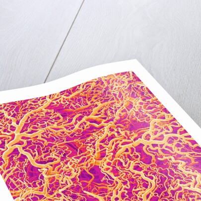 Blood Vessel Cast of Connective Tissue of a Rat by Anonymous