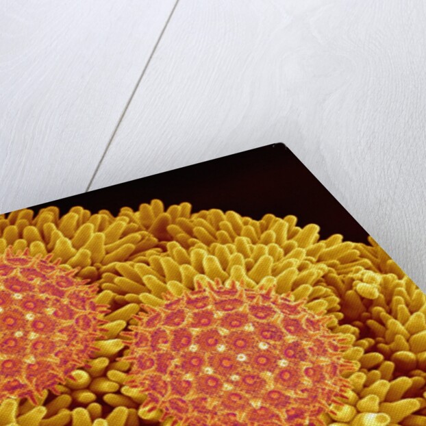 Pollen on Morning Glory Pistil by Anonymous